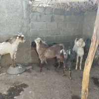 تعدادی نری خانگی فول پلم آدرس سیریک|حیوانات مزرعه|سیریک, |دیوار