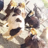 فروش بره قوچی|حیوانات مزرعه|نورآباد ممسنی, |دیوار