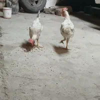 مرغ خروس جوان