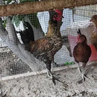 فروش مرغ کرک و جوجه خروس