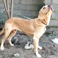 سگ شکاری|سگ|رشت, حمیدیان|دیوار