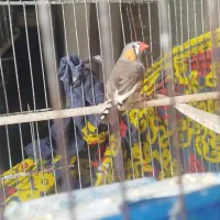 فنچ نر
