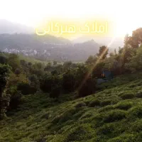 فروش و تهاتر زمین ۳۰۰۰ متری ویو جنگل دریا|فروش زمین و ملک کلنگی|رانکوه, |دیوار