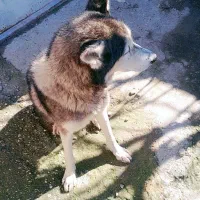 واگذاری سگ هاسگی|سگ|نگین شهر, |دیوار