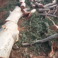 خرید وبرش درخت سرپا