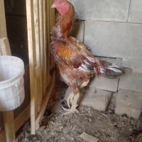 خورس