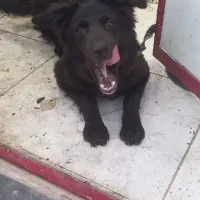 سگ ژرمن