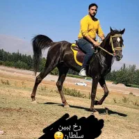 اسب|اسب و تجهیزات اسب‌سواری|خوی, |دیوار