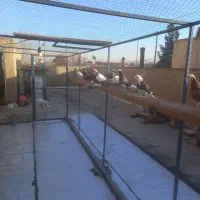 کبوتر جوجه|پرنده|ری, ولی آباد|دیوار