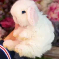 خرگوش لوپ آنوپاماییان