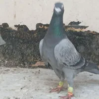 کفتر سبز شامی سفید قره پولکی|پرنده|مشهد, ابوذر|دیوار