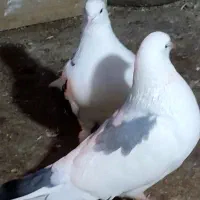 نروماده تکه پاره