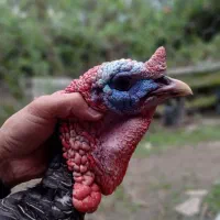 بوقلمون مرغ شاخدار روسی