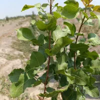 خدمات کشاورزی داریوش|خدمات باغبانی و درختکاری|گوگان, |دیوار