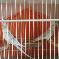 عروس هلندی مولد معاوضه با قناری|پرنده|بجنورد, |دیوار