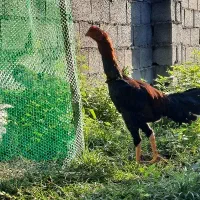 فروش۲عدد خروس لاری درجه یک