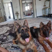 یک جفت جرمن تمام وکسن ها زده شده