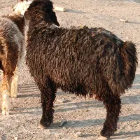 بره قوچ|حیوانات مزرعه|کوار, |دیوار