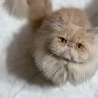 پرشین سوپر فلت|گربه|رشت, منظریه|دیوار