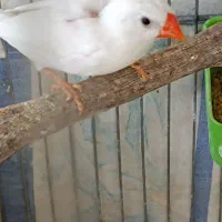 فنچ نر|پرنده|اصفهان, رکن الدوله غربی|دیوار