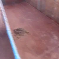 تک 48|خودرو سنگین|سبزوار, قدس|دیوار