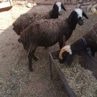 گوسفند میش بره دار شالی بره نر بره ماده قوچ|حیوانات مزرعه|تاکستان, |دیوار