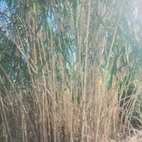 نی پرچین/نی خزانه/نیزار/نی حصار|عمده‌فروشی|رامیان, |دیوار