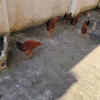 مرغ وخروس در فومن|حیوانات مزرعه|رشت, یخسازی|دیوار