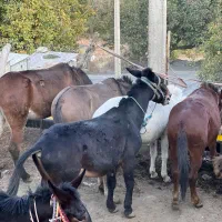 قاطر|حیوانات مزرعه|آرمرده, |دیوار