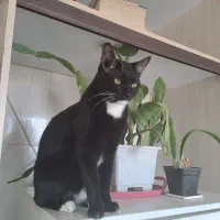 واگذاری گربه