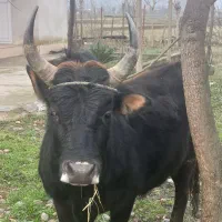 گاو نر ورزا