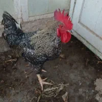 خروس