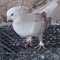 کبوتر