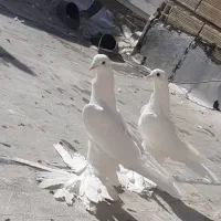 کفتر|پرنده|تبریز, |دیوار