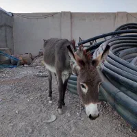 الاغ یا خر یک ساله ماده|حیوانات مزرعه|خاوران, |دیوار