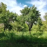باغ گردو بادام دامنه کوه قزوین