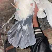 کبوتر|پرنده|زرند, |دیوار