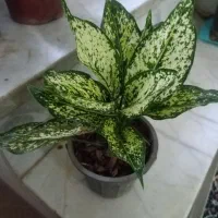 گل های اپارتمانی قیمت مناسب