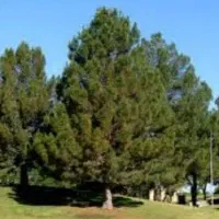 نهال و درخت کاج ارتفاع از ۳ متر تا۸متر تولید مشهد