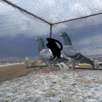 کفتر پولکی پلاکی