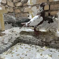 کبوتر