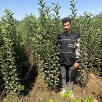 مرکز فروش اینترنتی نهال شناسه دار(سیب زرد)|خدمات باغبانی و درختکاری|ازنا, |دیوار