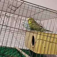 مرغ عشق بالغ با دوتا جوجه|پرنده|گرگان, |دیوار