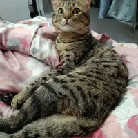 واگذاری گربه نر DSH