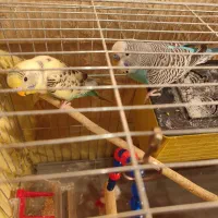 مرغ عشق|پرنده|رشت, لاکان|دیوار