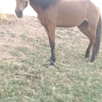 مادیان عشایر
