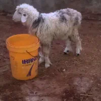 بره نرفروشی  ، میش بره دار ،گوسفند