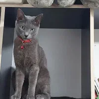 راشن بلو ماده