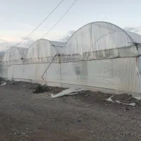 اسکلت نو گلخانه ستون قوطی 7 و بقیه لوله