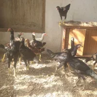 مرغ|حیوانات مزرعه|بناب, |دیوار